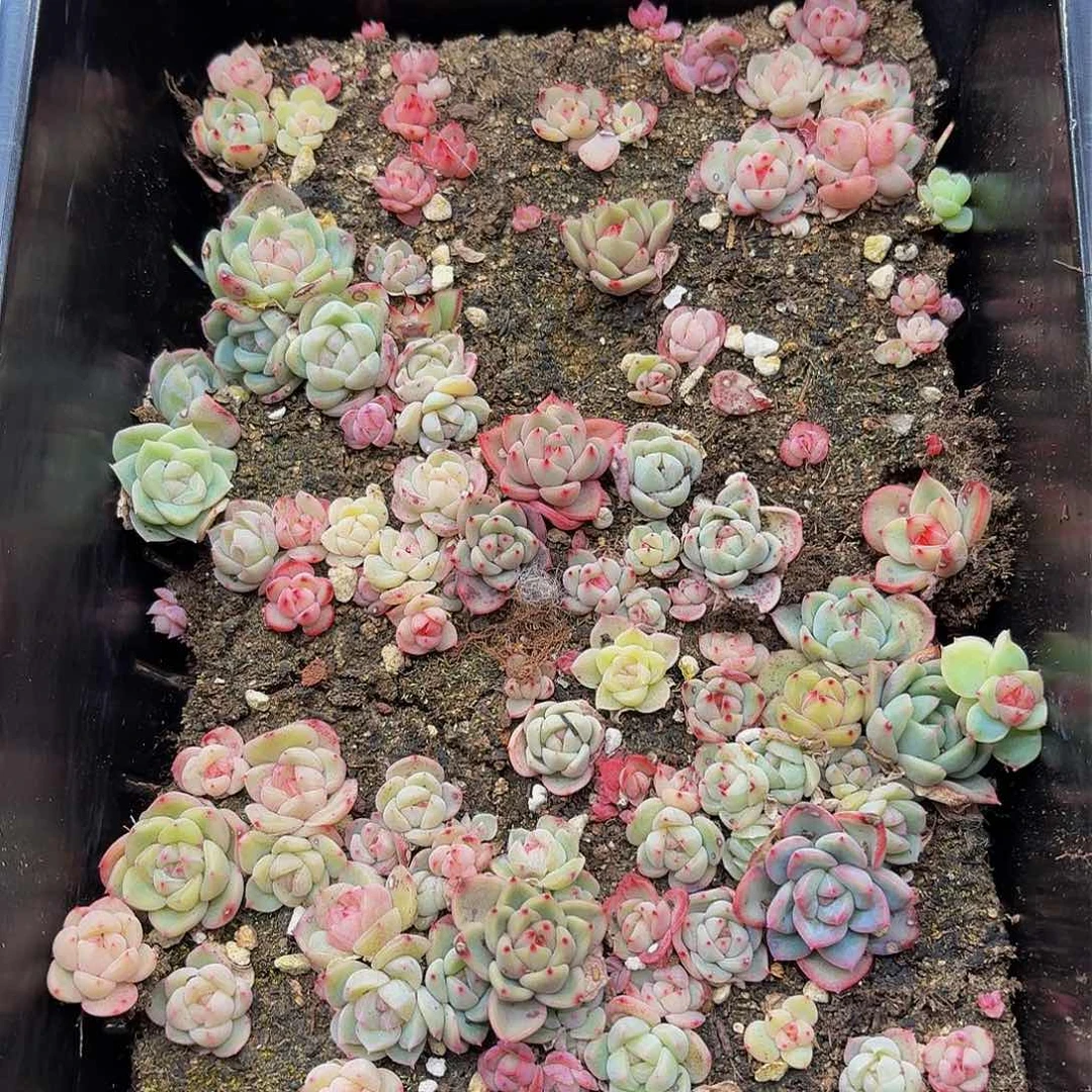 多肉植物多肉植物908