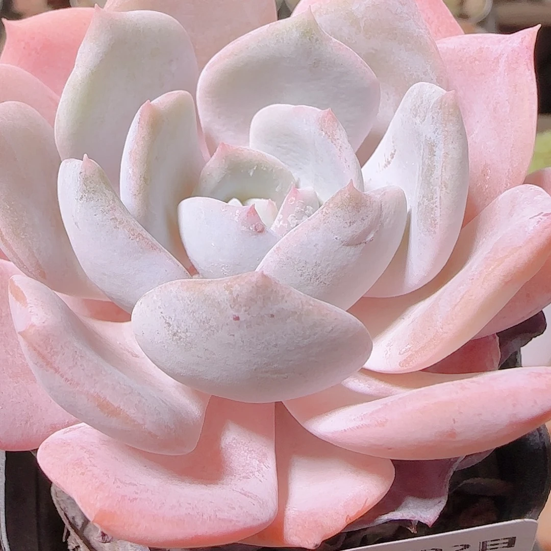 花语逸镜1122-95奶茶