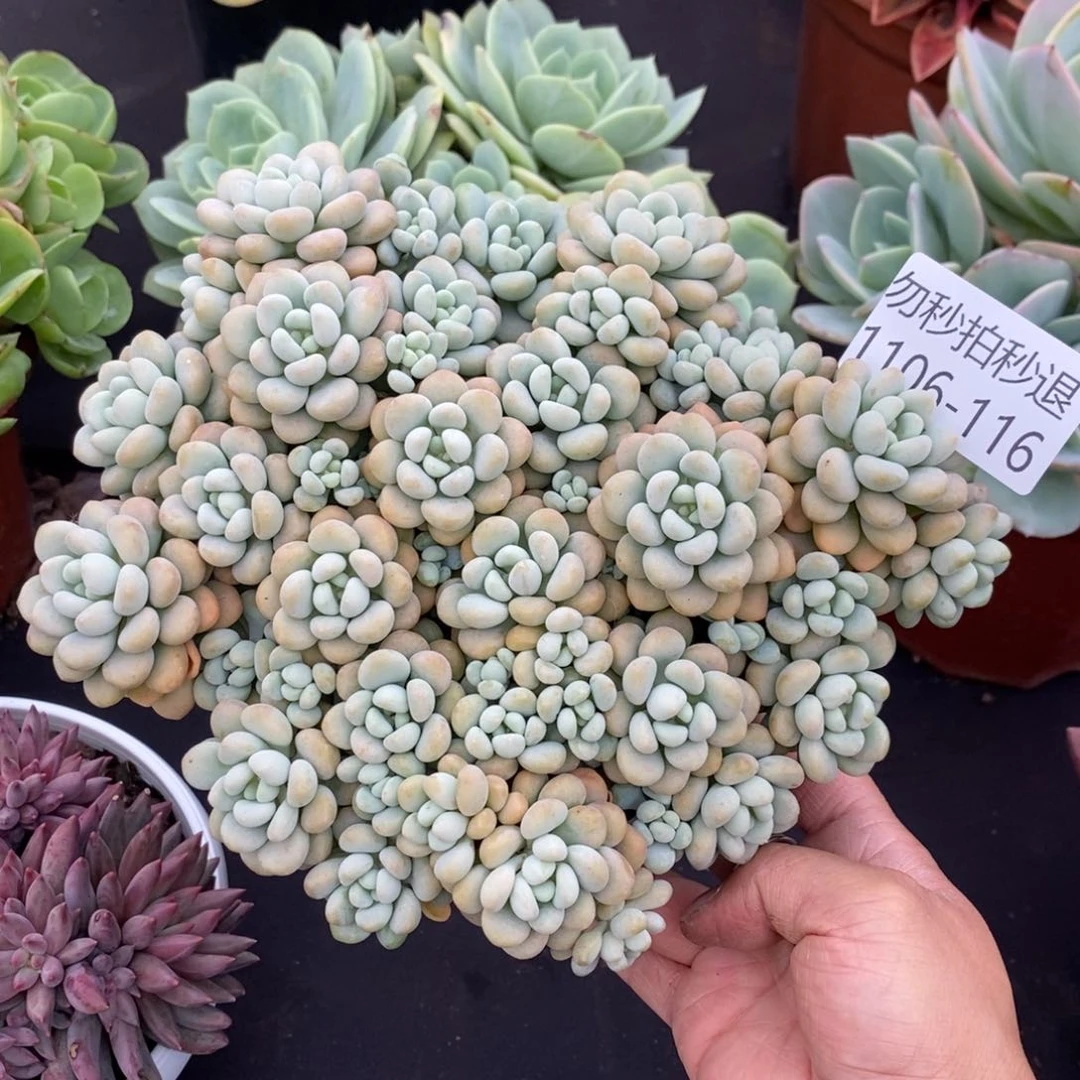 两单包邮1106-116洛可可