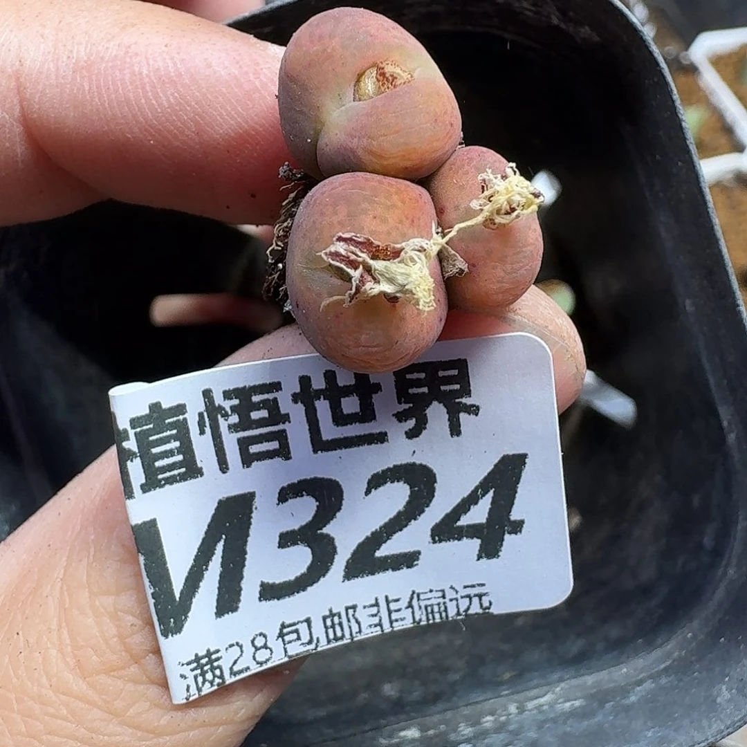 多肉植物的人生hjkl