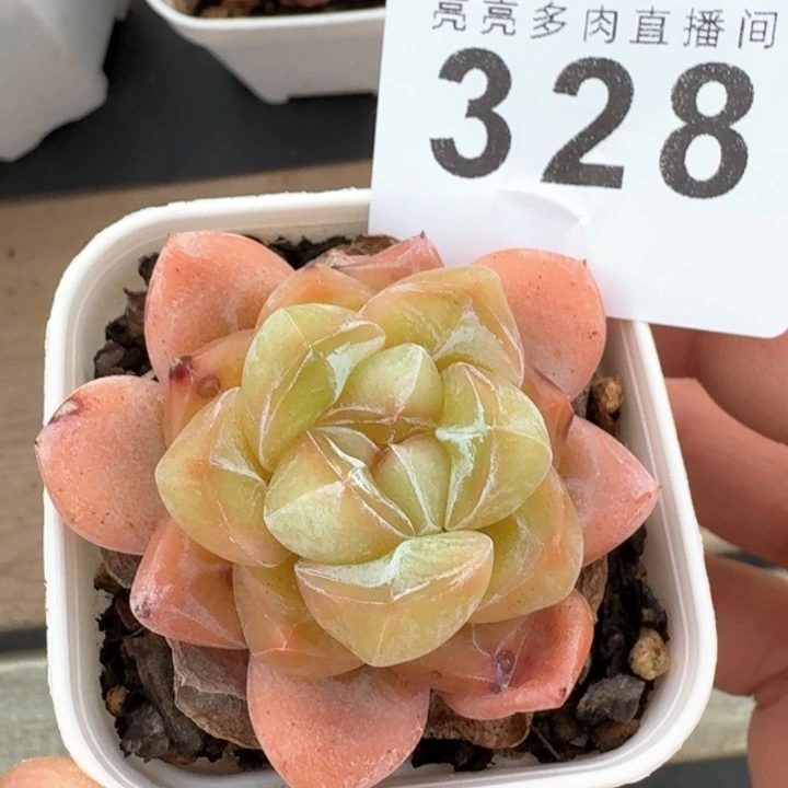 玉玺        福利多肉植物
