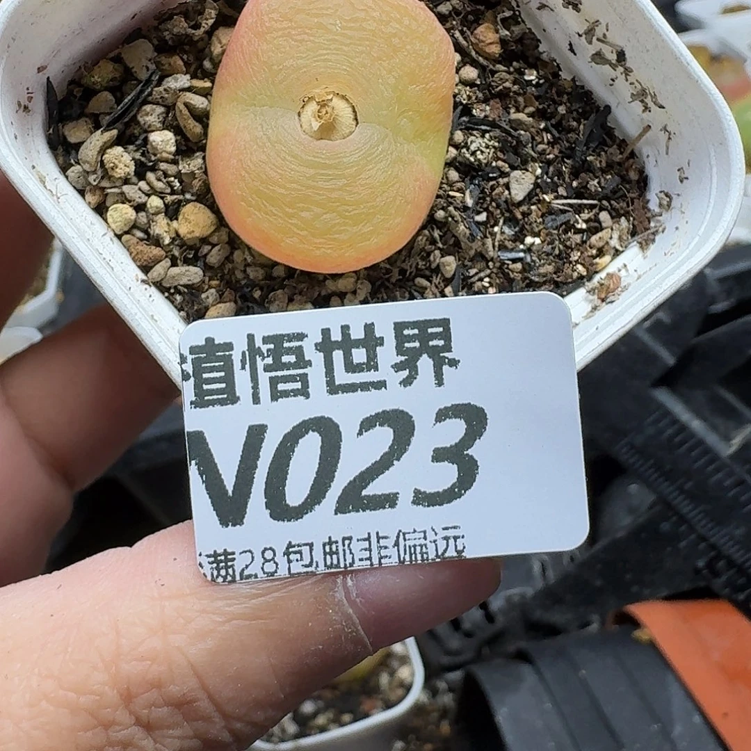 多肉植物的人生ghh