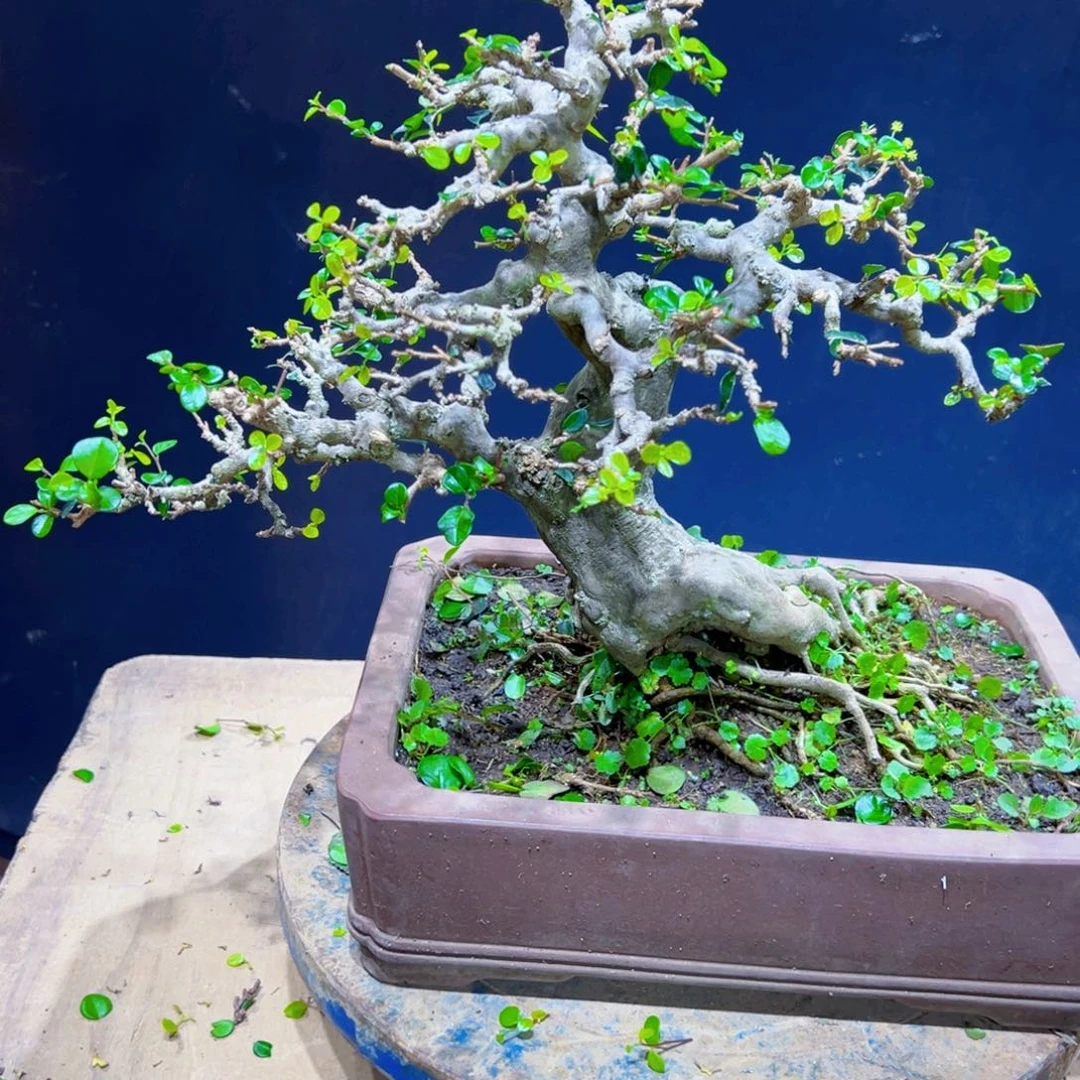 南***型无花朵111111111111