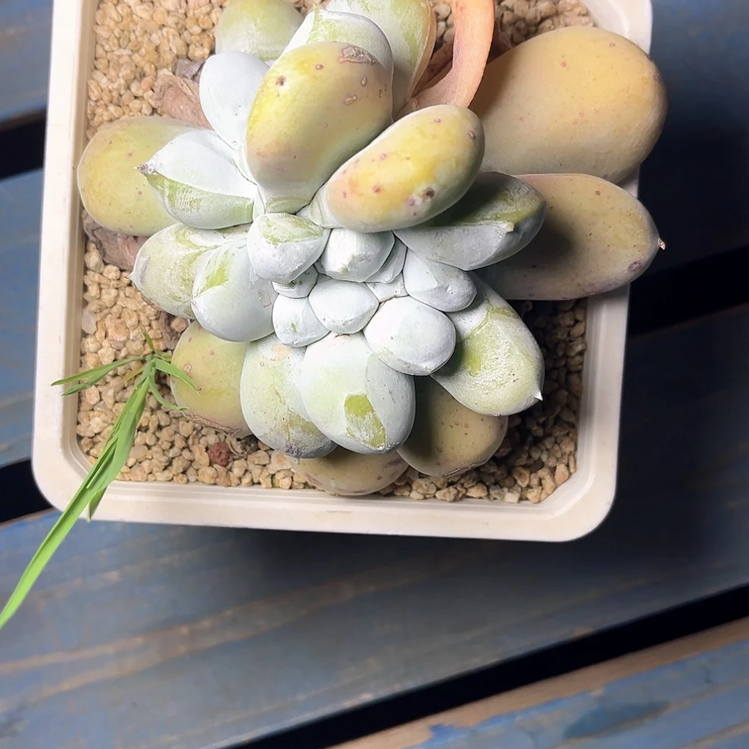 就**紫花朵红拇指带盆发