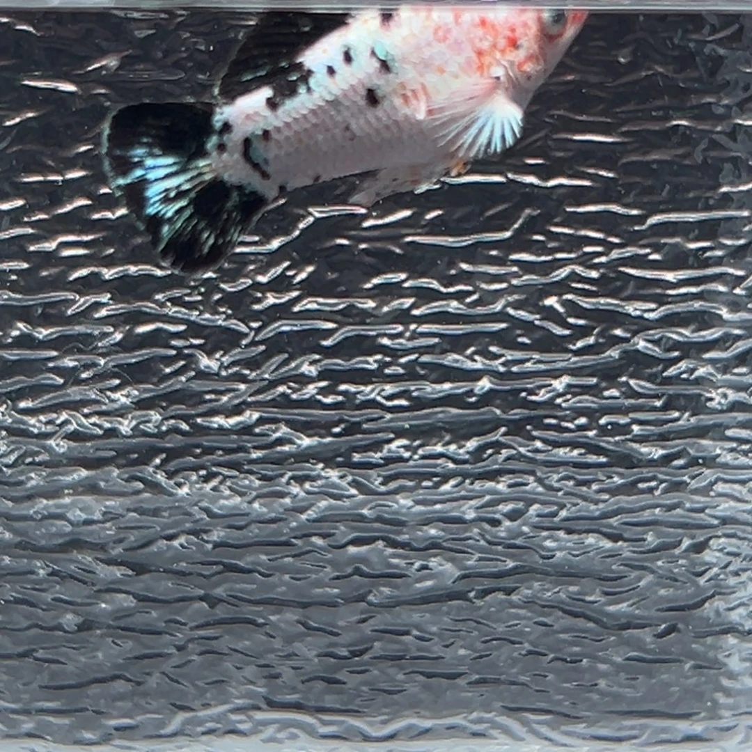 孔雀鱼玛丽鱼一条公