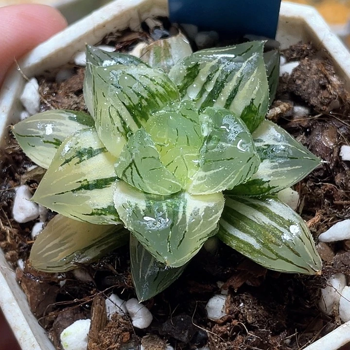 761大型玉露錦一物