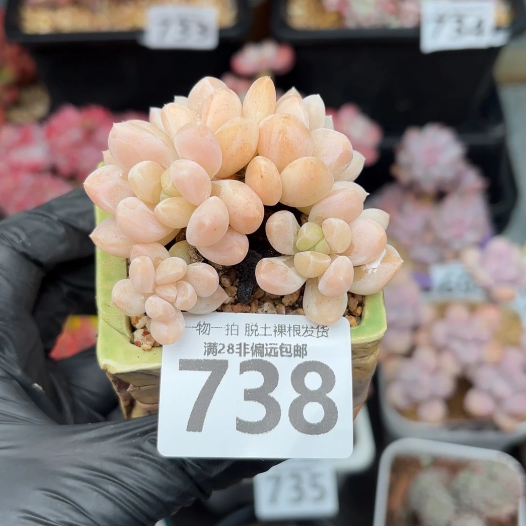 阮玲玉整群无盆土发货