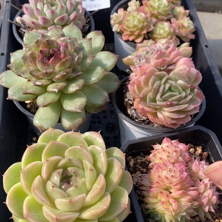 128 多肉植物盆栽花卉