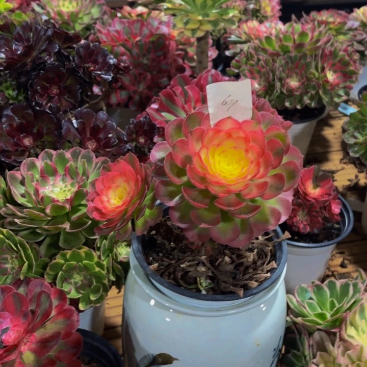 云南海仙法师多肉67号