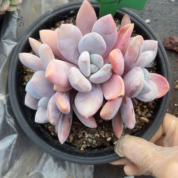 两单包邮，一物一拍粉兔84