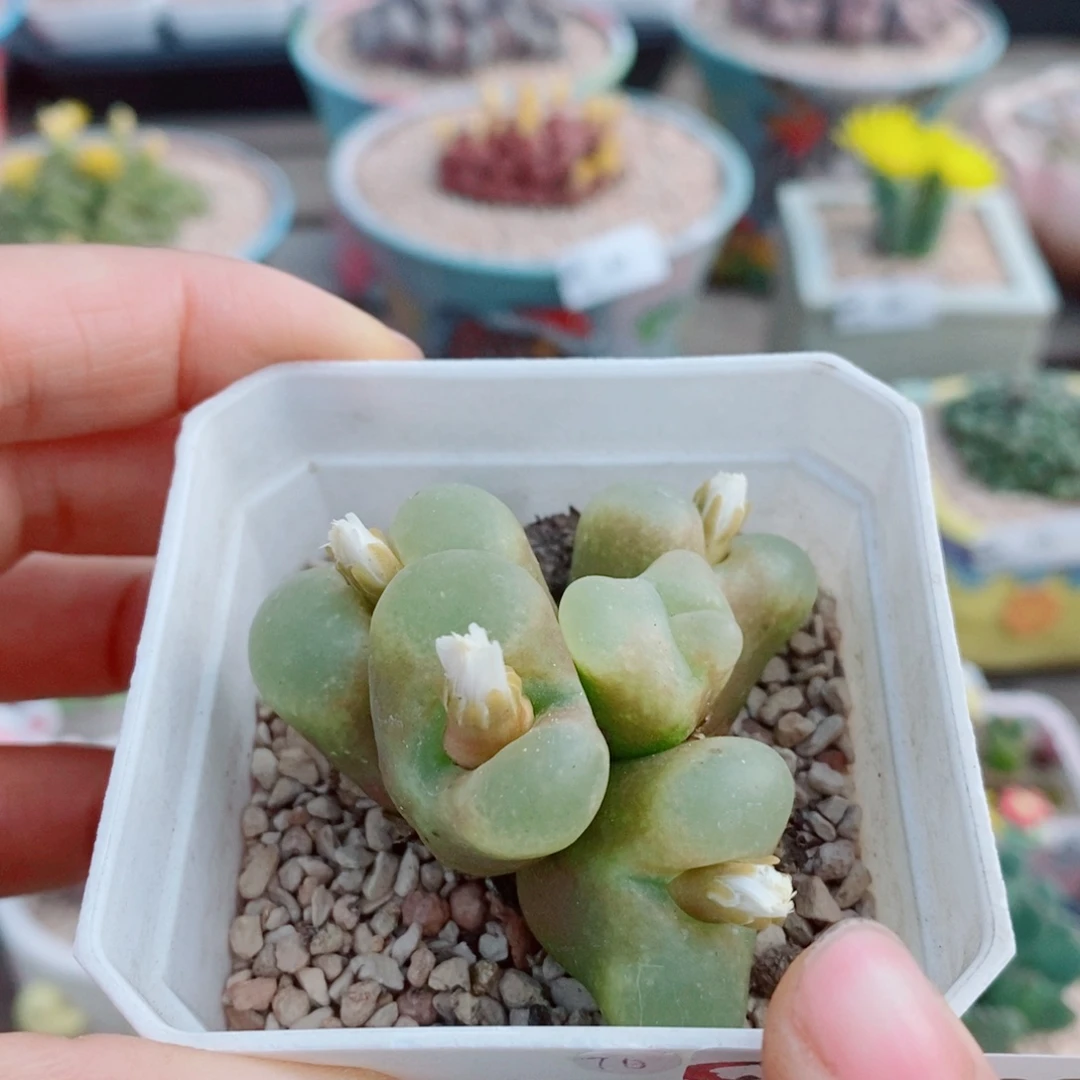 ****菁生石花花花花花花花625