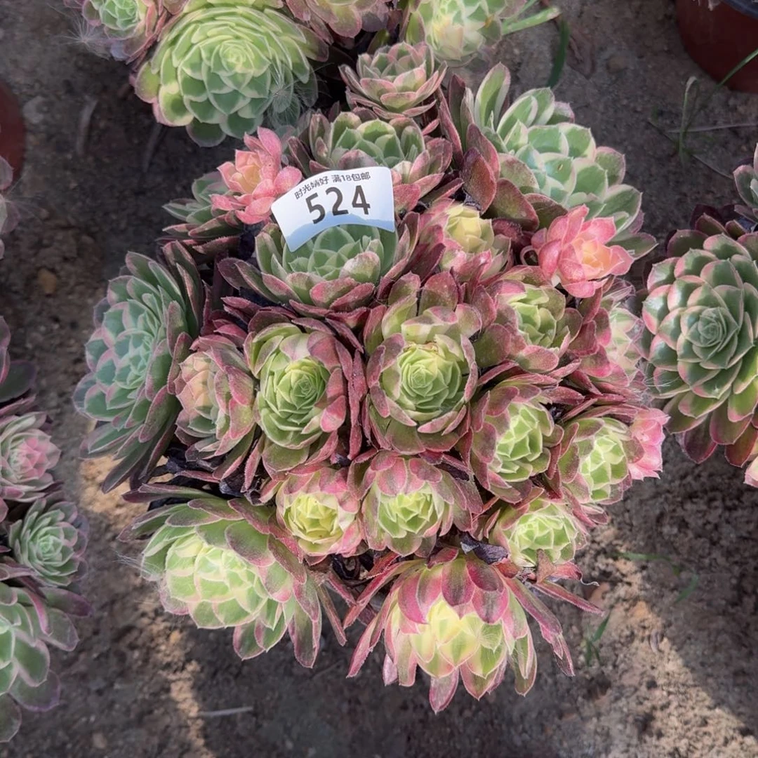 524玉芙蓉多肉植物