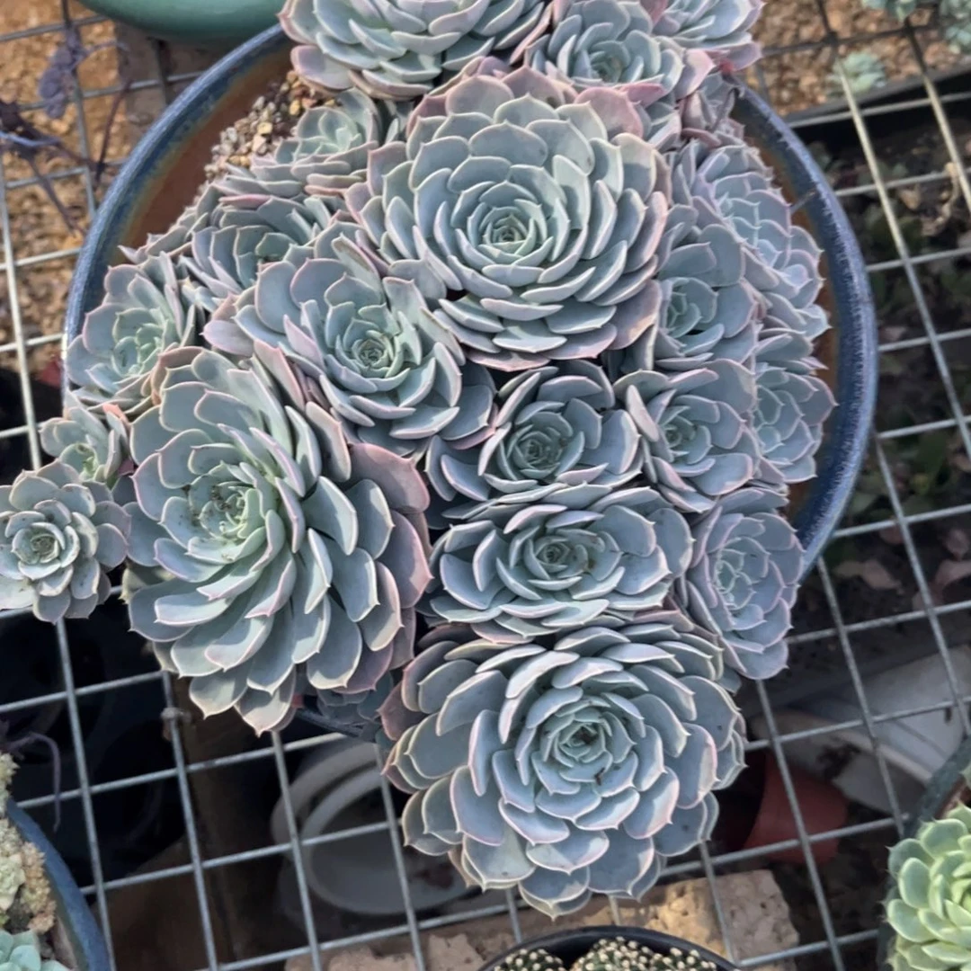 新疆西藏内蒙不包邮，天赐