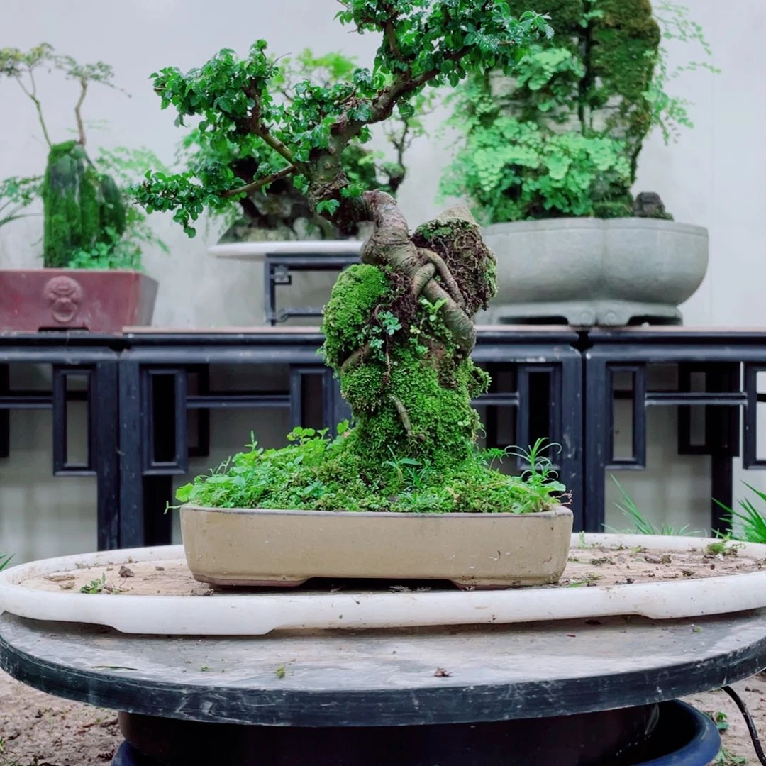 无铅玻璃永***远铁线蕨铁线蕨是一种植物