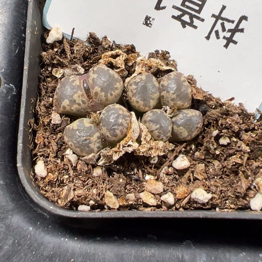 1-176勋章多肉植物