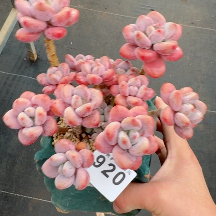 樱花洛神         精控精养多肉植物