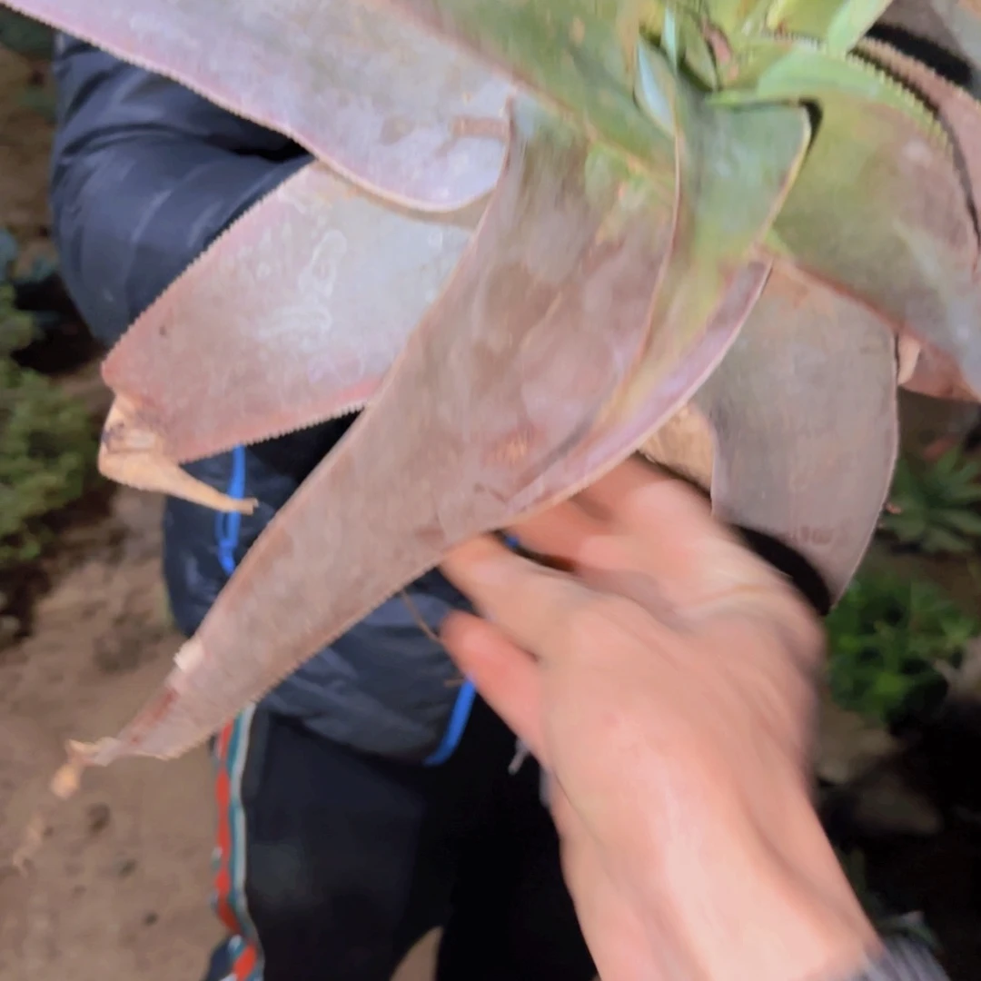 …***#块根植物块根植物