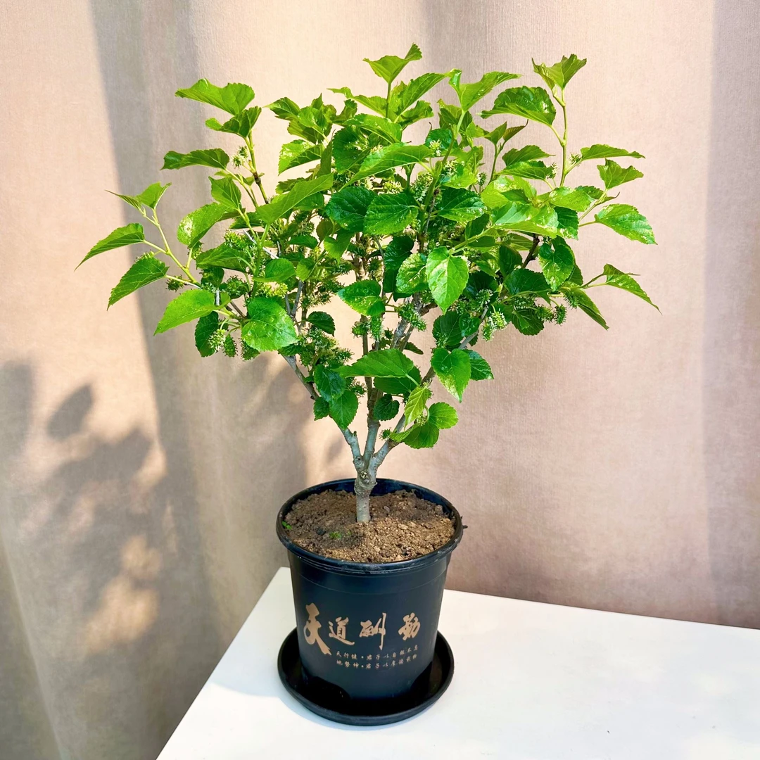 桑树活苗桑叶树苗盆栽养蚕食用叶片桑葚南北方四季种绿植阳台