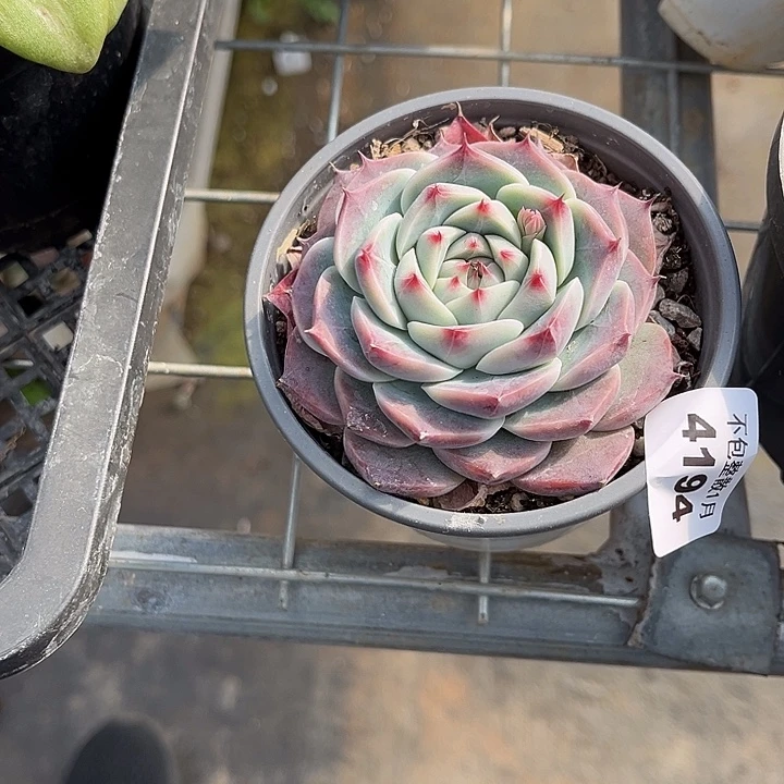 阿雅园艺。       4194厚吉