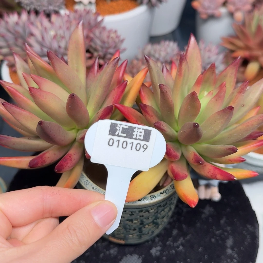 精品多肉植物010109