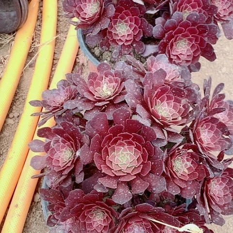 无花朵晚**人多肉植物嘿铜壶21