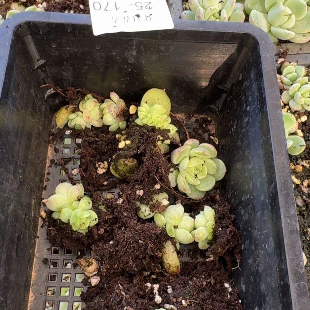 海王叶插苗十棵量拍25-170