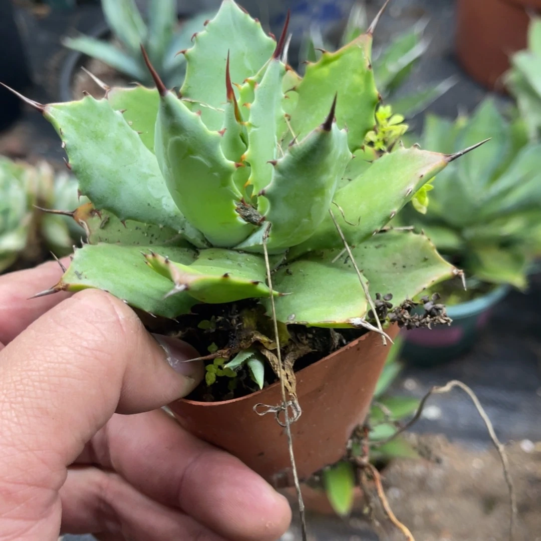 雷神龙舌兰入门级