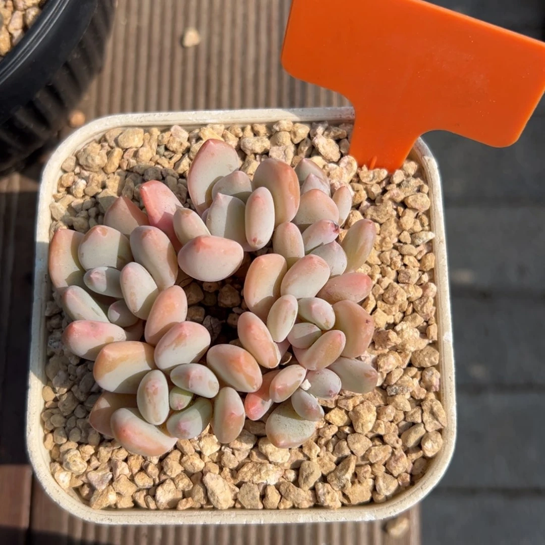 珍舞1111111111111111