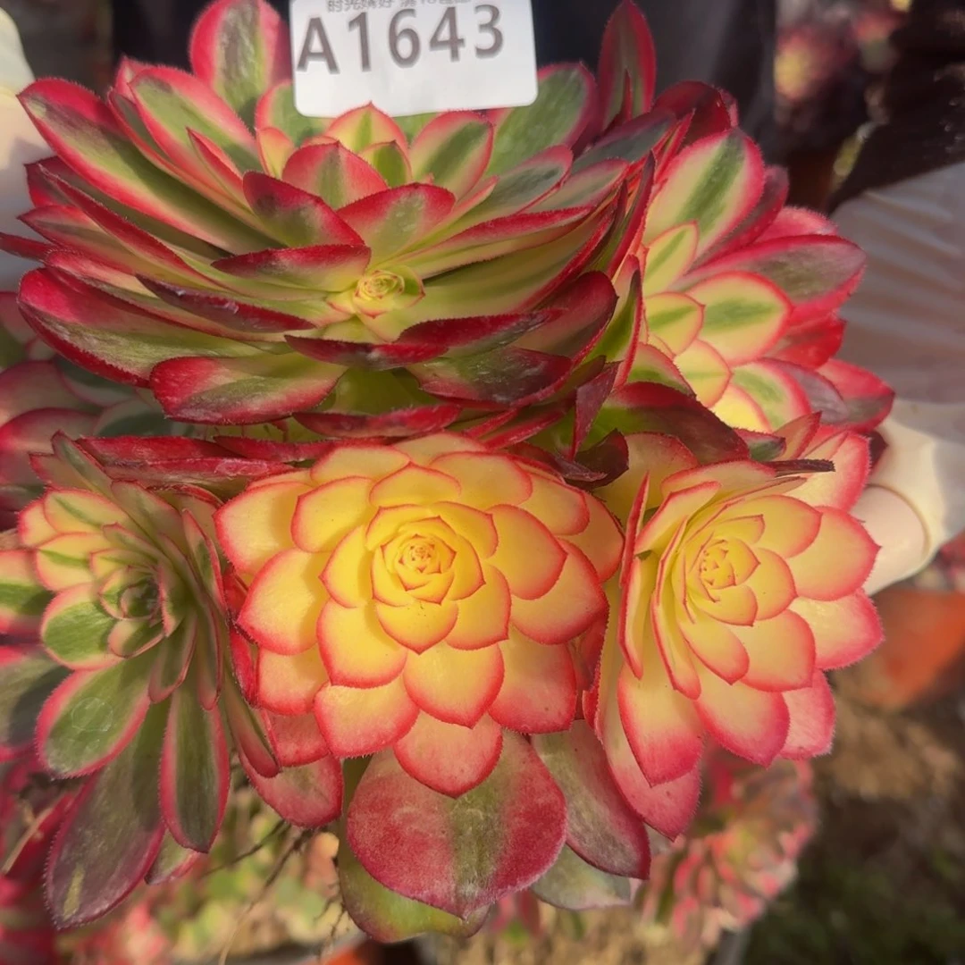 1643荔枝。多肉植物