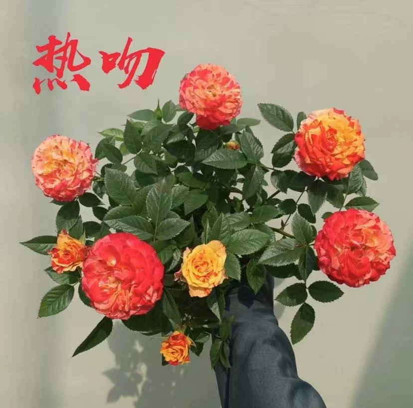 【热吻】 1加仑月季花特大鲜花卉绿植物室内盆栽阳台四季开花