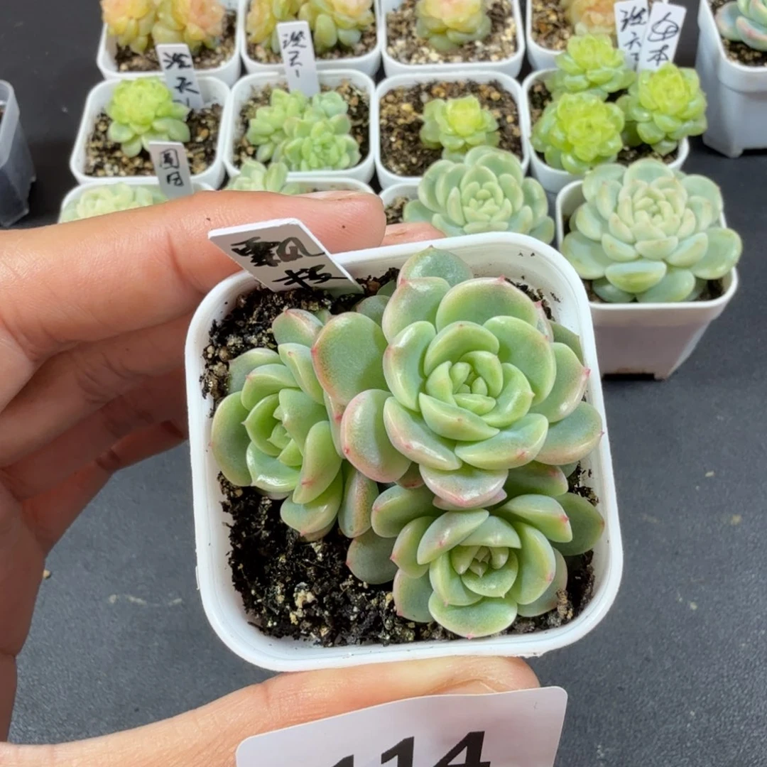 三头飘枝一物一拍114