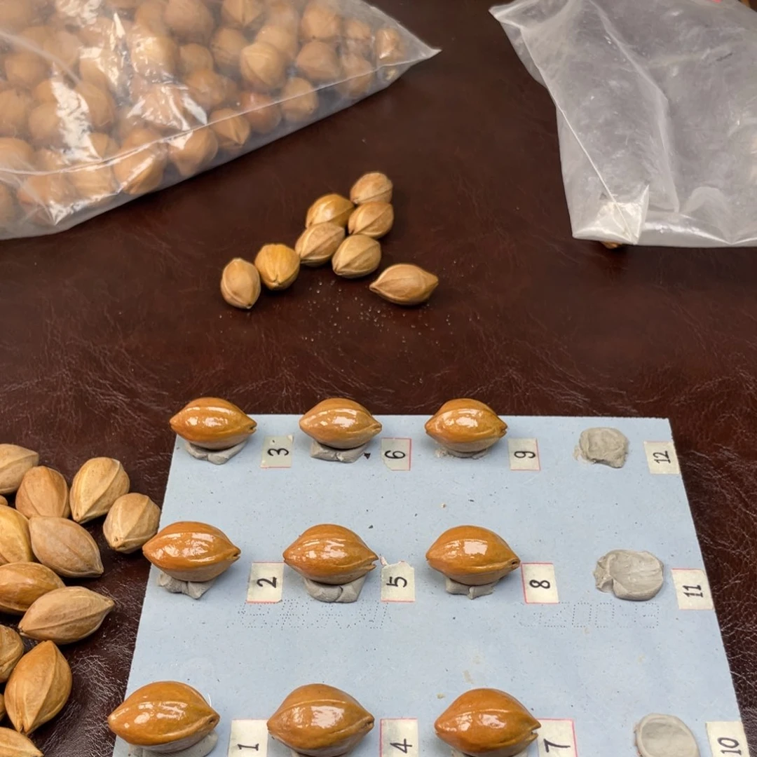 手串/手链橄榄核已*置17.28梅林铁核三卡