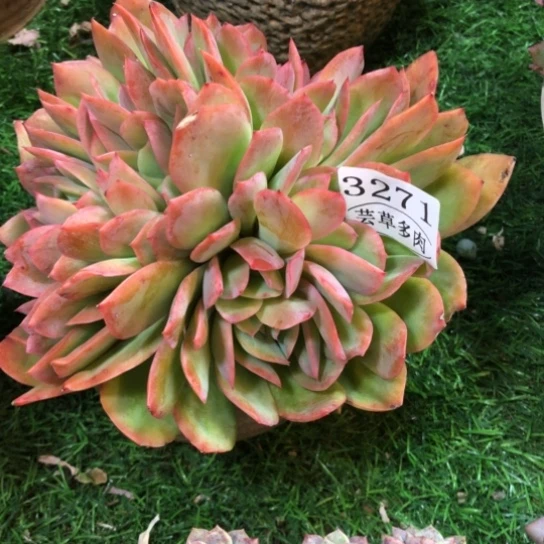 绮罗，3271，一物一拍