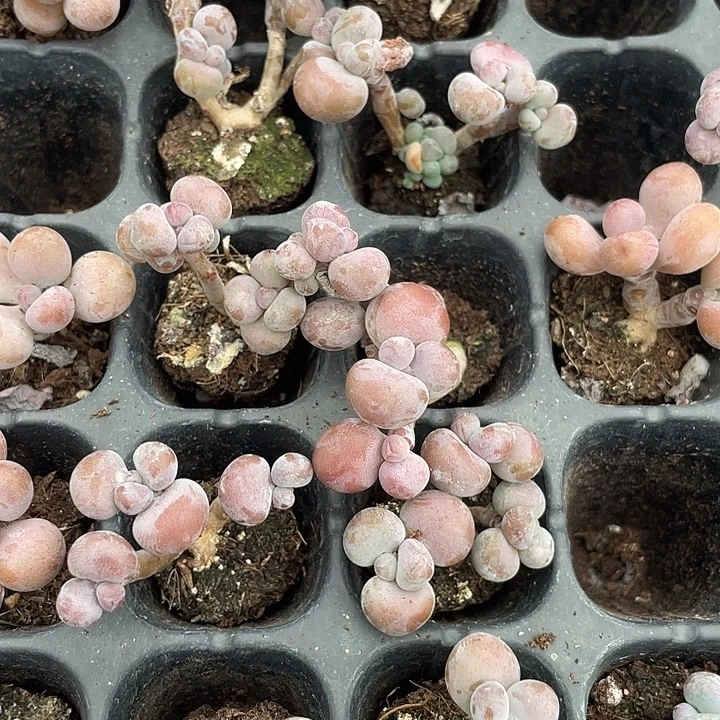 腰子蛋群发2颗满18包邮