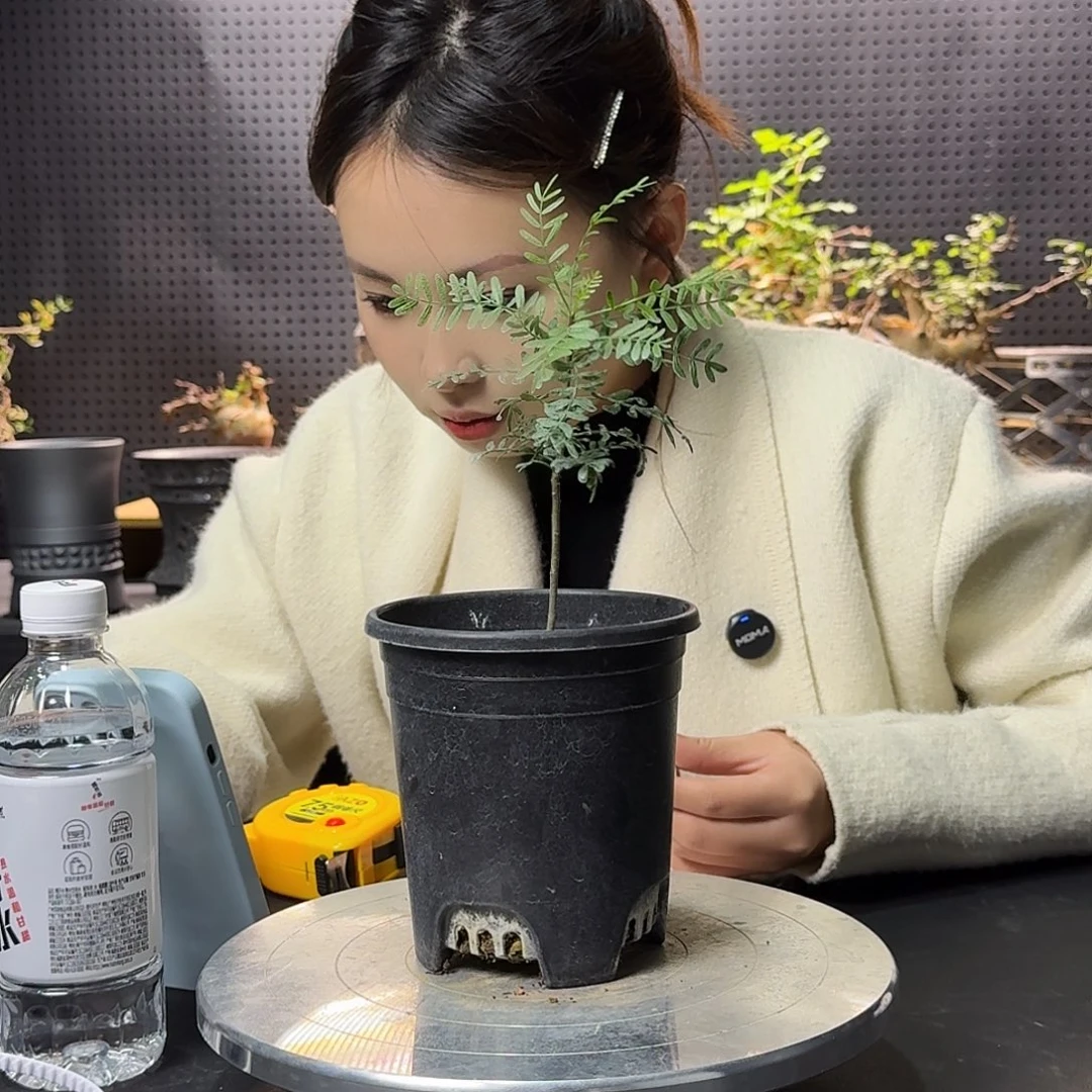 圈****羽叶裂榄带盆发货