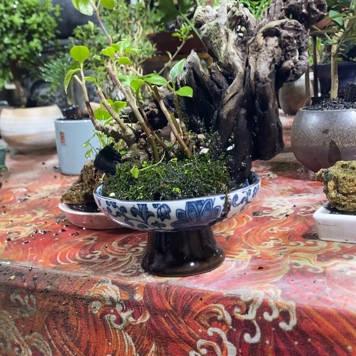 蓦***完全开放退款拉黑一物一拍1