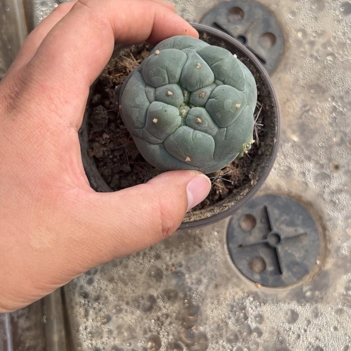 s***i海鲜仙人球2111号