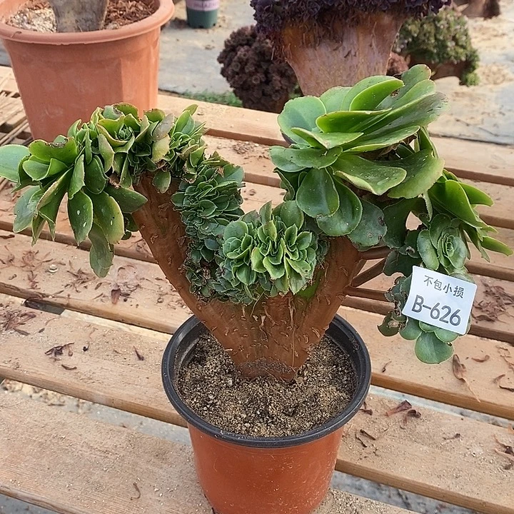 626 八尺镜缀宽30 公分