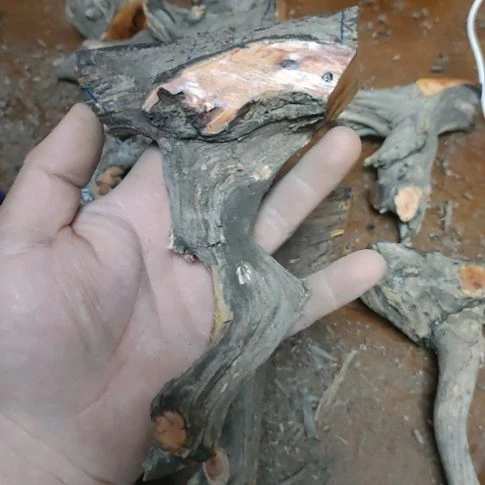 动***犬大果紫檀（缅甸花梨）