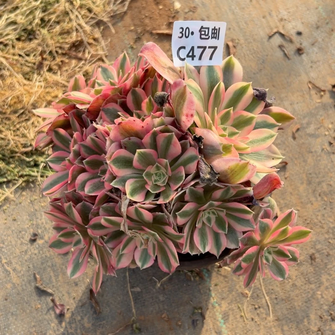 477女巫多肉法师