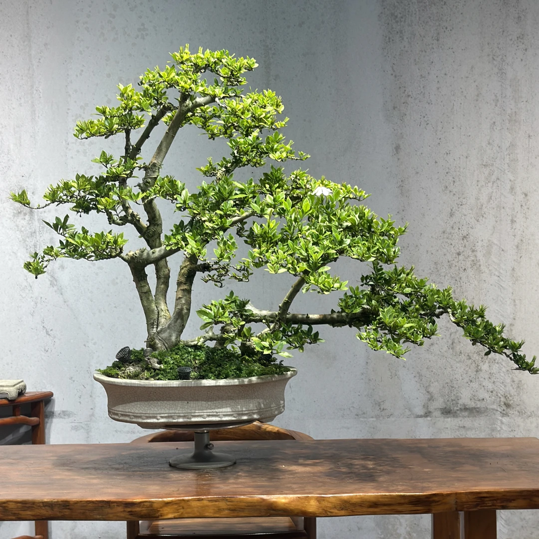 【遇繁花盆景】精品年功栀子花盆景