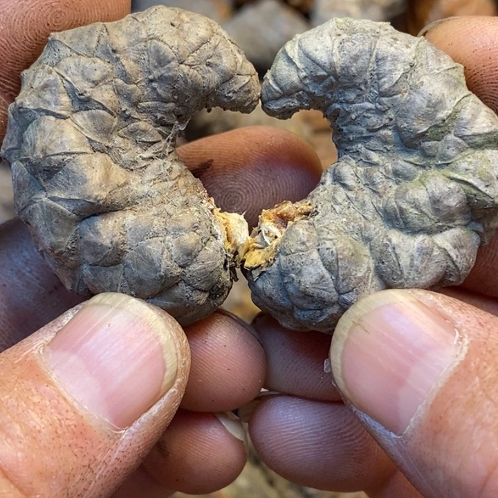 桃核吊坠哪里的小伙，135