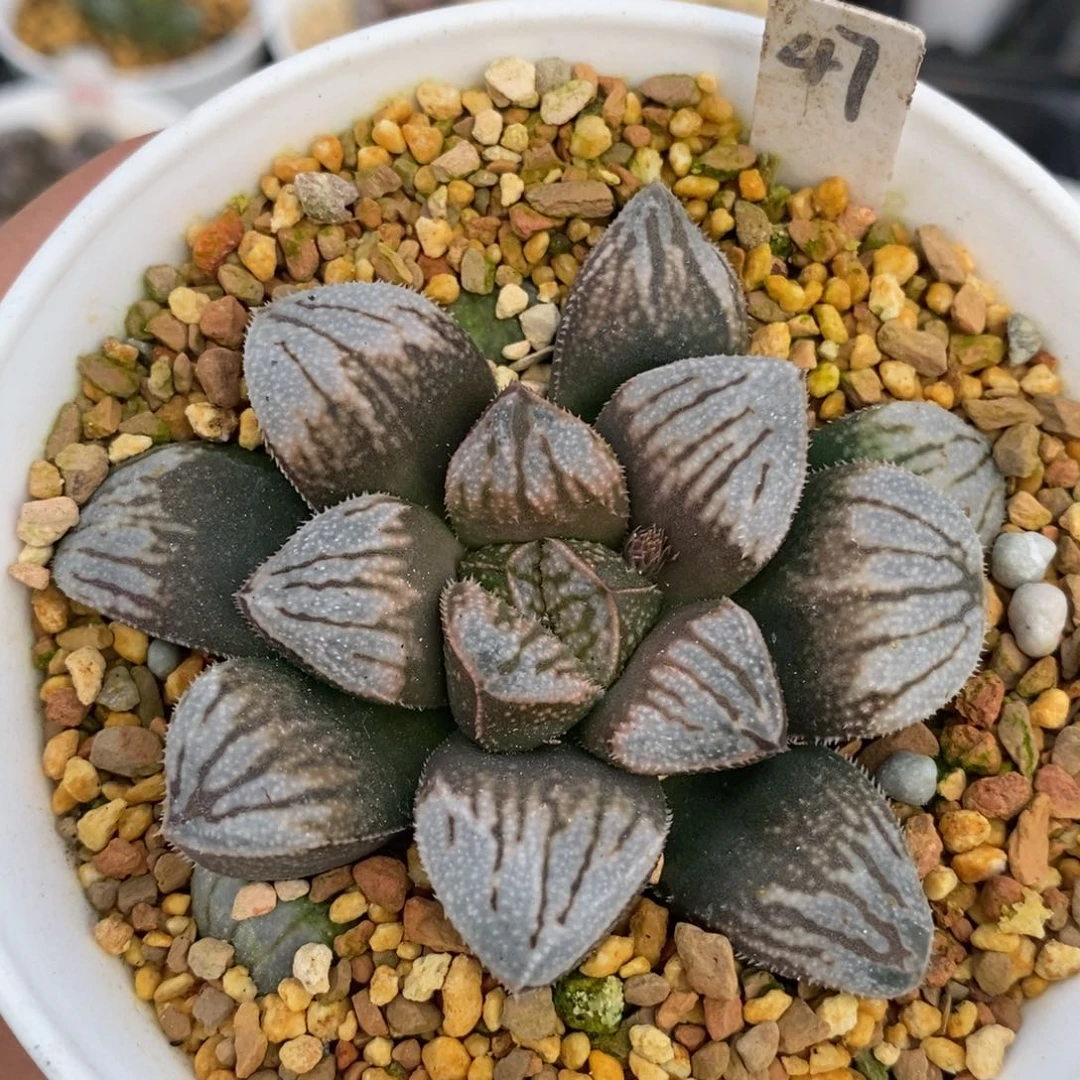 47江南雪十二卷多肉