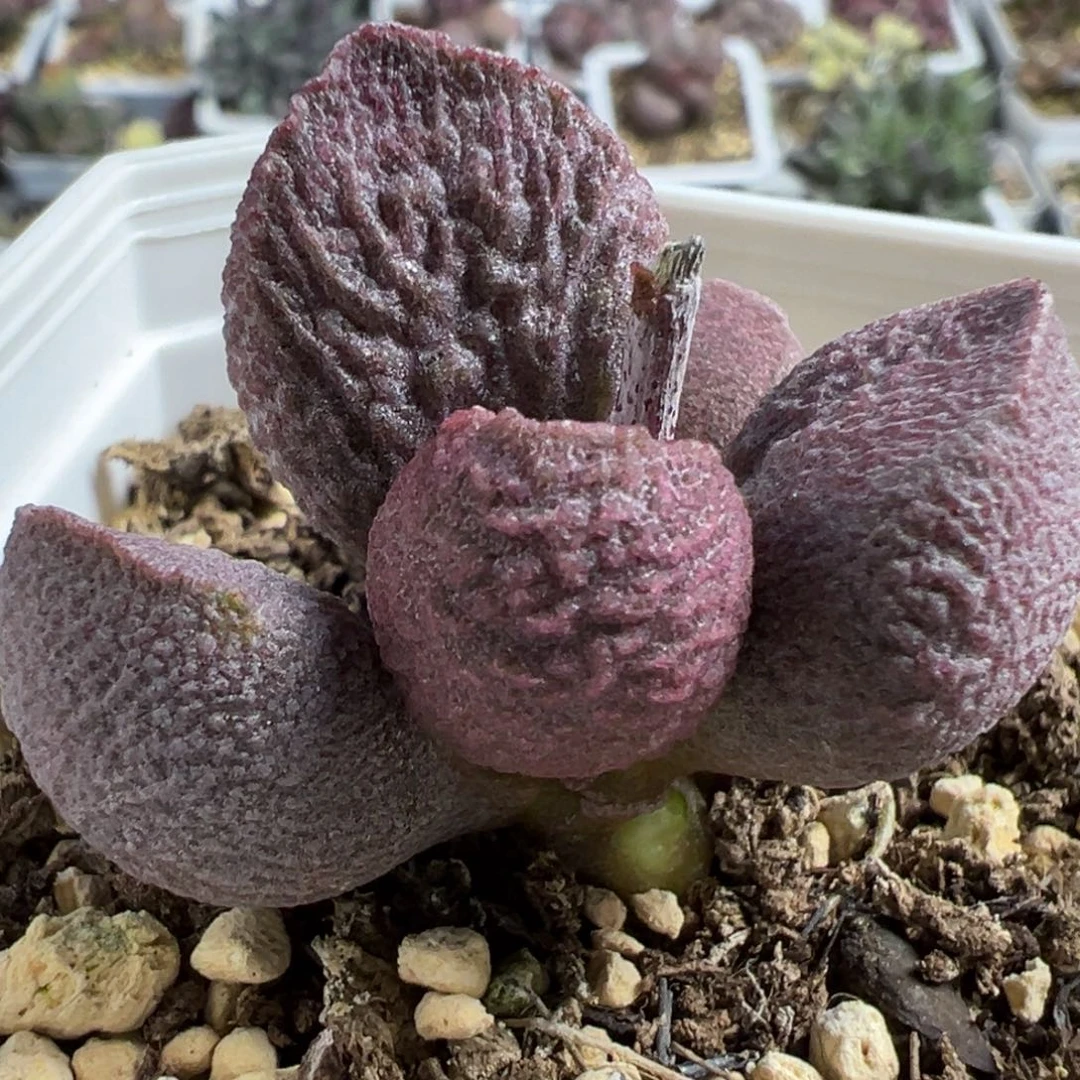 实生新品单头纯木质桩多肉植物