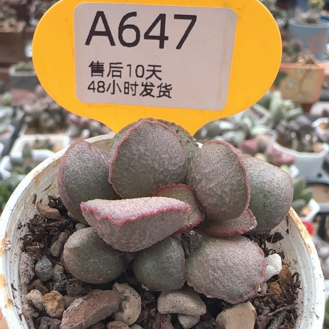 福利。     647。