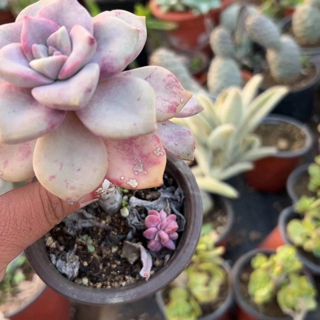 多肉植物鹅肝紫乐