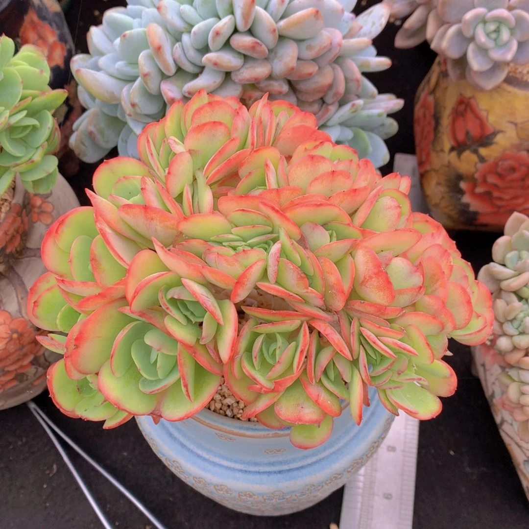 逸园精品多肉碧桃缀