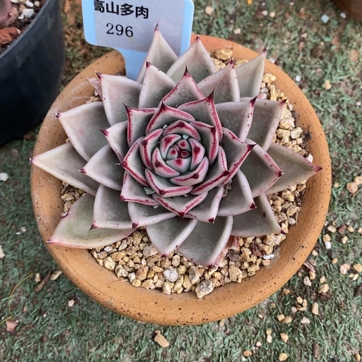 D296- 直播福利 乌木