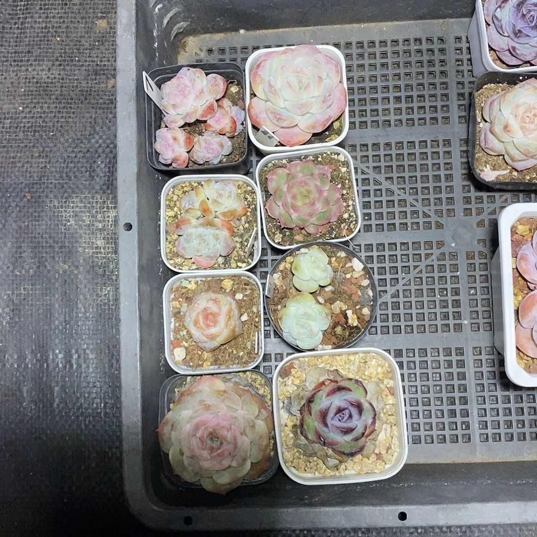 芷***芷一筐8颗多肉植物哈
