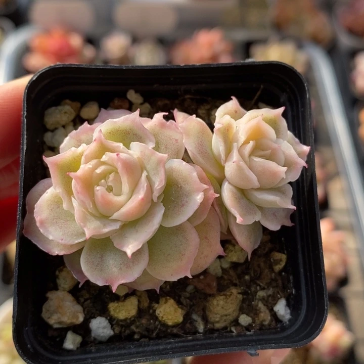 虾饺 多肉多肉 12.9